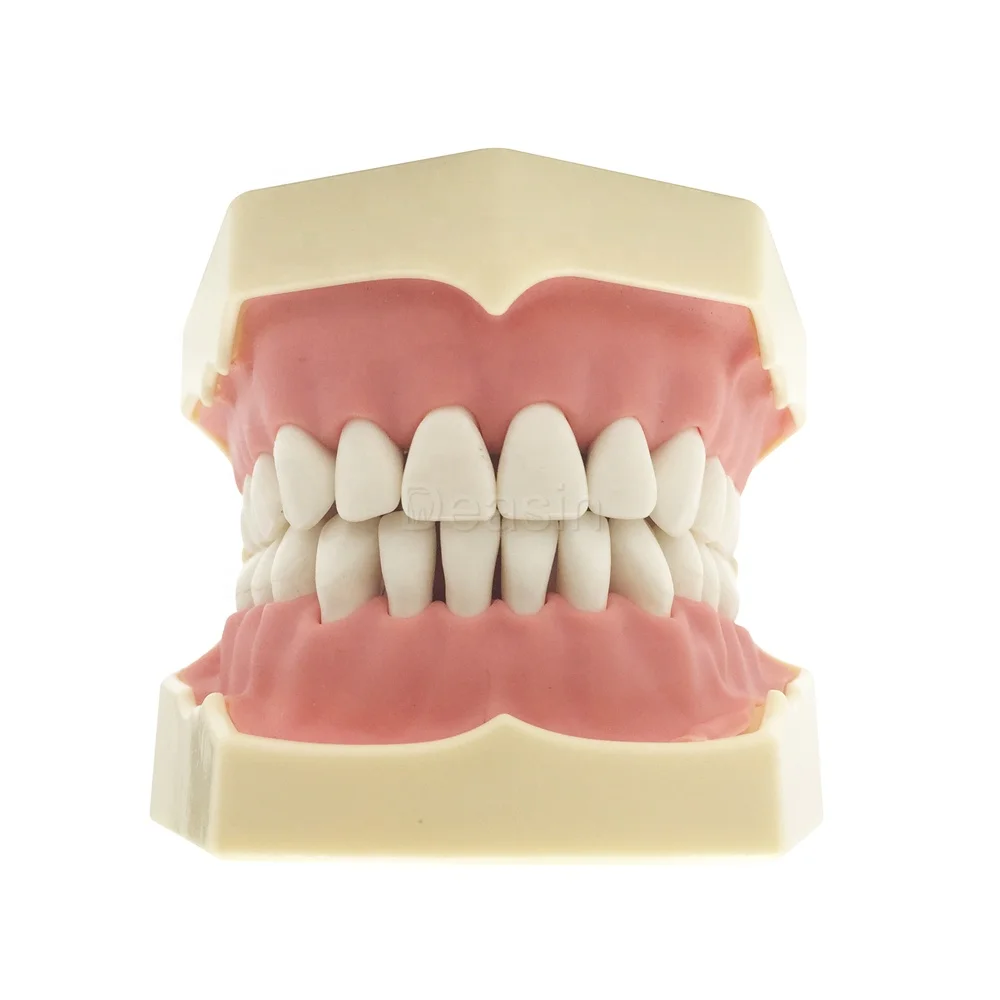 Teeth Model Tooth Small Frasaco AG3 Teaching Model for Studying 32pcs Ce Resin 1 YEAR Manual Online Technical Support Class II