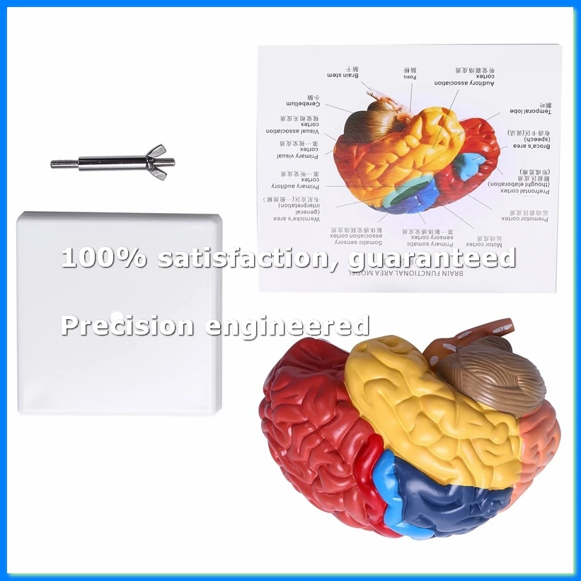 

Cerebral Anatomical Model Anatomy 1:1 Half Brain Brainstem Teaching Lab Supplies-ABYS