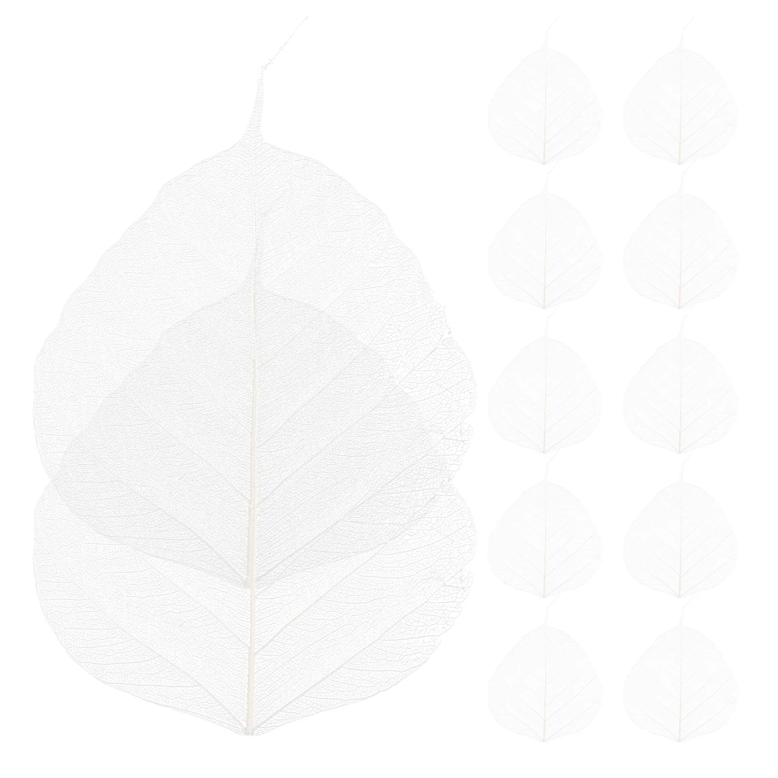 

20 Pcs Leaf Vein Bookmark Materials Tree Leaves Specimen for Craft Project Dried DIY Bamboo Accessory Baby