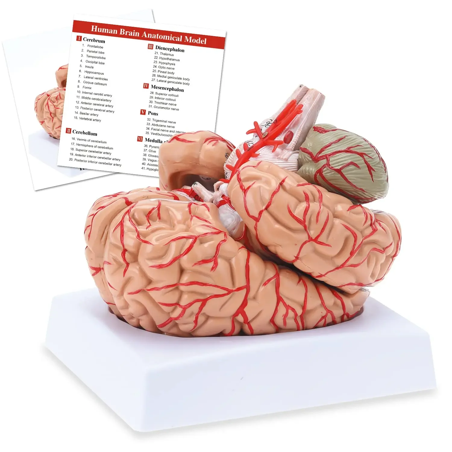 Modèle anatomique du cerveau humain, modèle de cerveau coloré anatomique précis pour l'enseignement de la classe scientifique, modèle médical