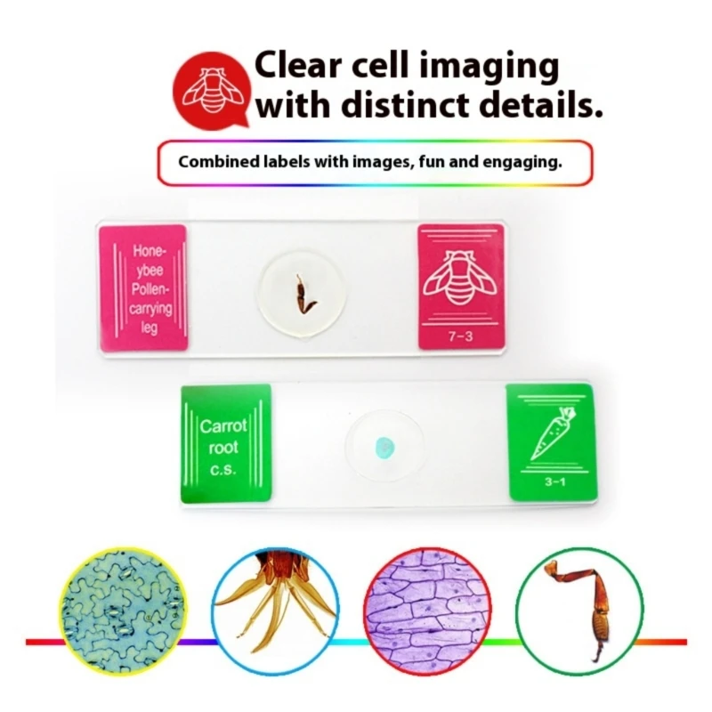 Comprehensive Collection Of 35pcs Glass Biology Prepared Slides with Seven Types for Educational Laboratory A2BB