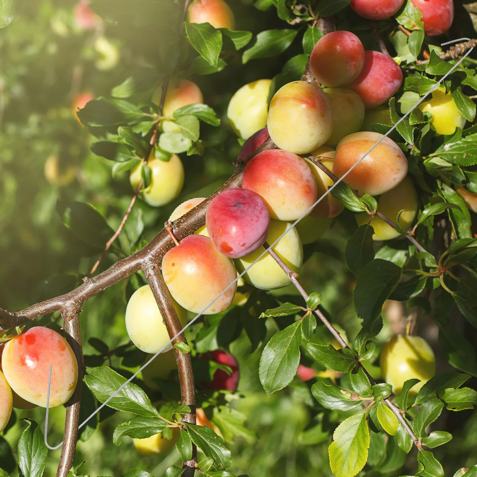 

50Pcs Horticultural Branch Spreader Galvanized Steel Fruit Tree Limb Trainer for Farm Garden Pruning Angle Adjustment Tool