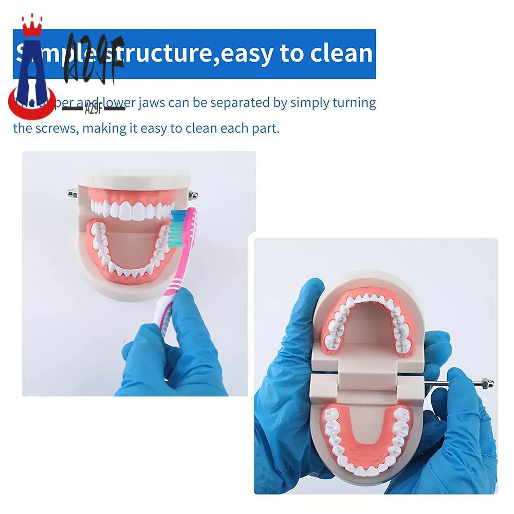 A29F-2 Pack Standard  Teeth Model -  Mouth Model Human Teeth Model Tooth Brushing Model For Teaching Studying