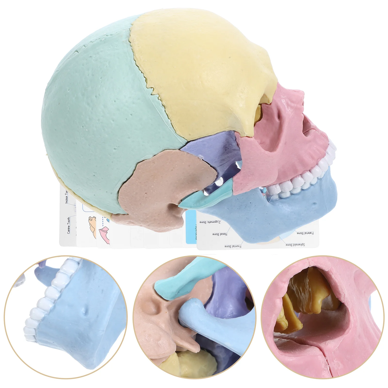 Skull Model Coloful Detachable Anatomy Colored Decor Classroom Teaching Assembly Stem LED Anatomical Halloween Colorful Human