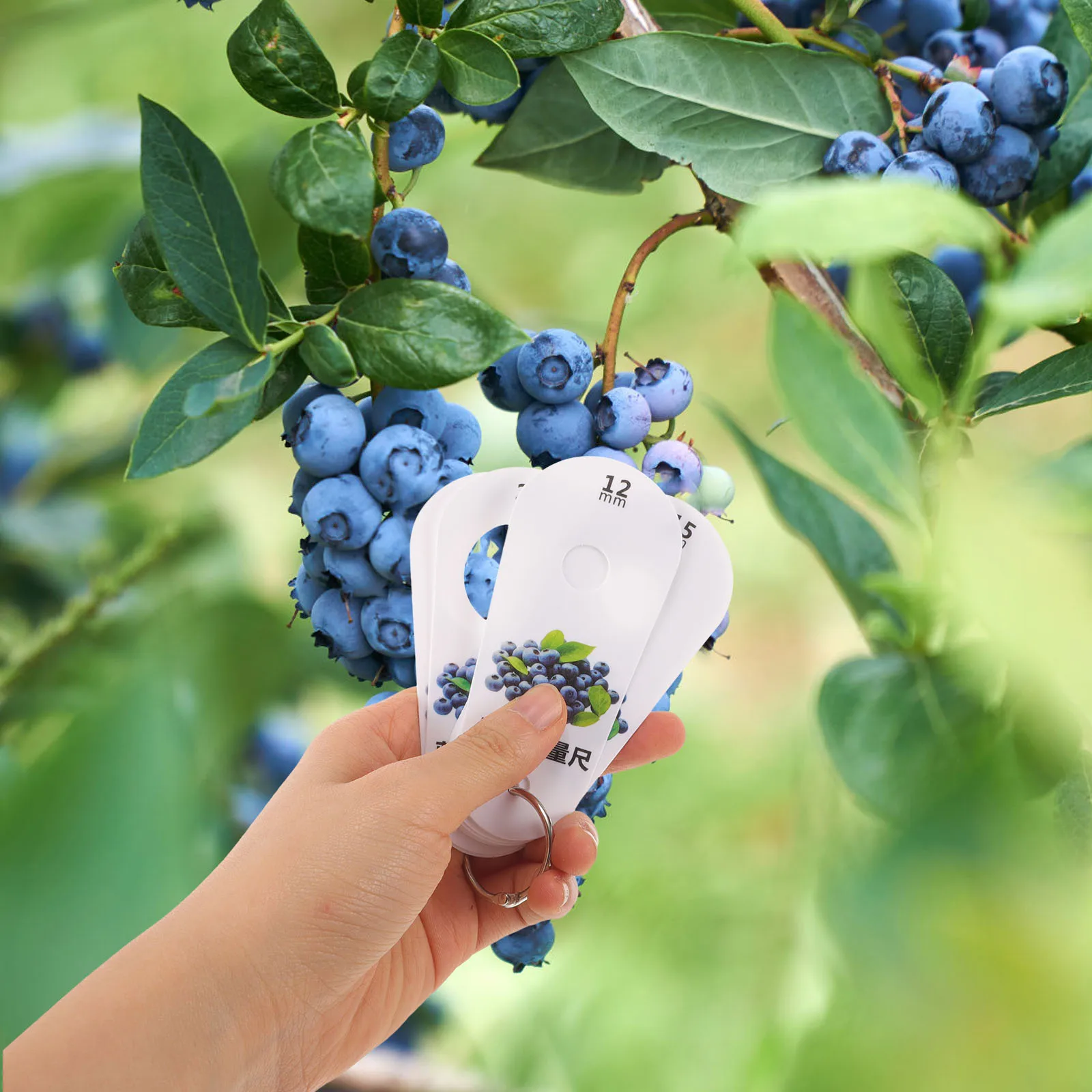 

1 set Blueberry Diameter Measuring Ruler Plastic Material Fruit Gauge Tool for Cherry Blueberry Circle Size Classification