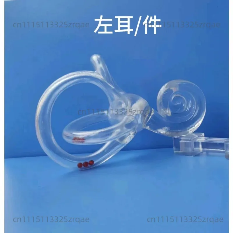 Semicircular canal model otolithiasis Teaching model Inner ear Otolith particle dynamic model Teaching aid