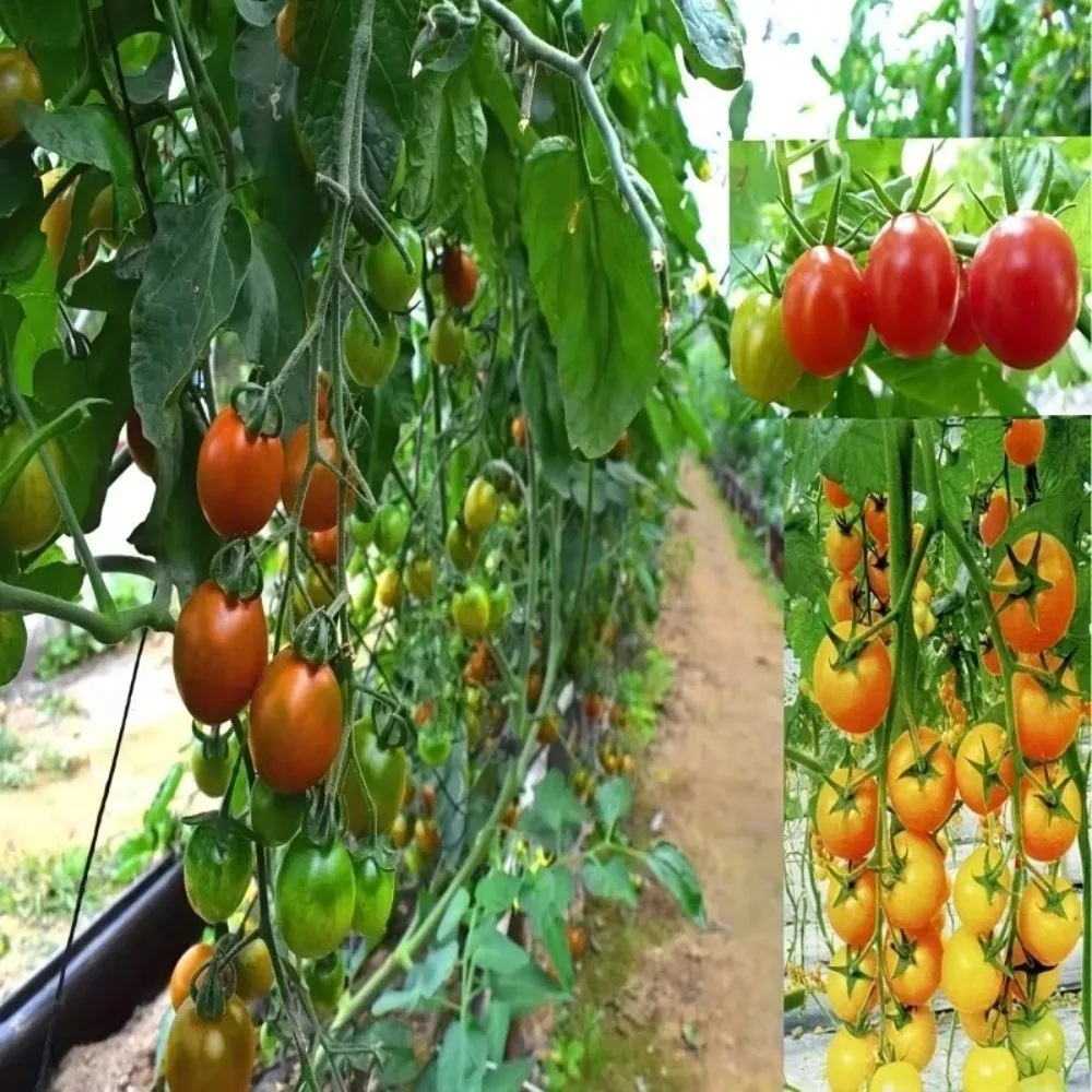 حبل مرن حديقة تعريشة المعاوضة عالية الجودة النايلون متعددة الوظائف دعم النبات المعاوضة تسلق النباتات المعاوضة