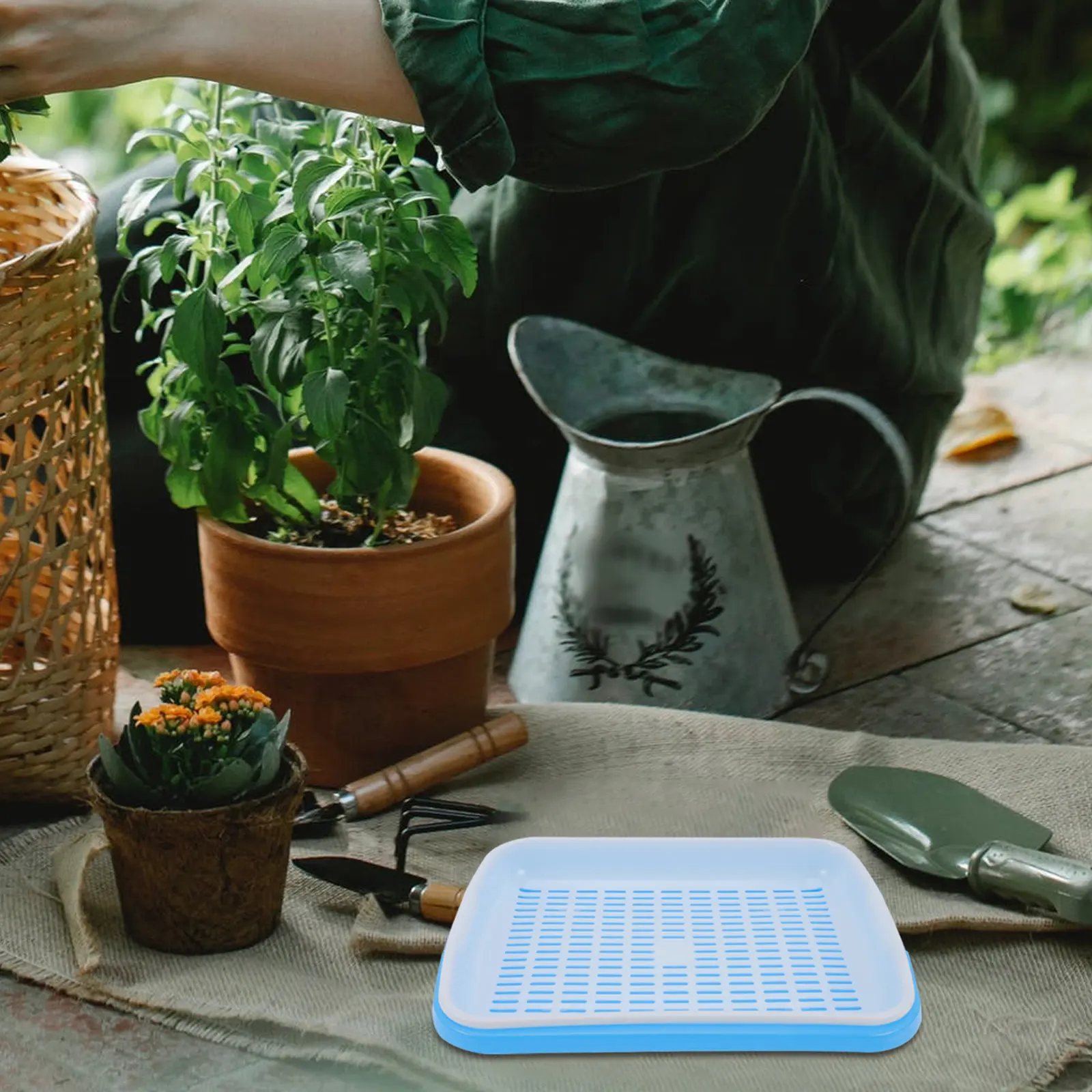 

Набор пластиковых многофункциональных лотков для проращивания семян: для овощей, зерна, бобов, для дома и сада