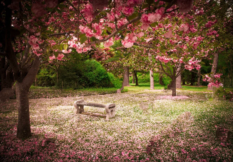 JOHNSON Tranquil Garden Bench Cherry Blossom Trees Park fondali Sfondi scenici con stampa computerizzata di alta qualità