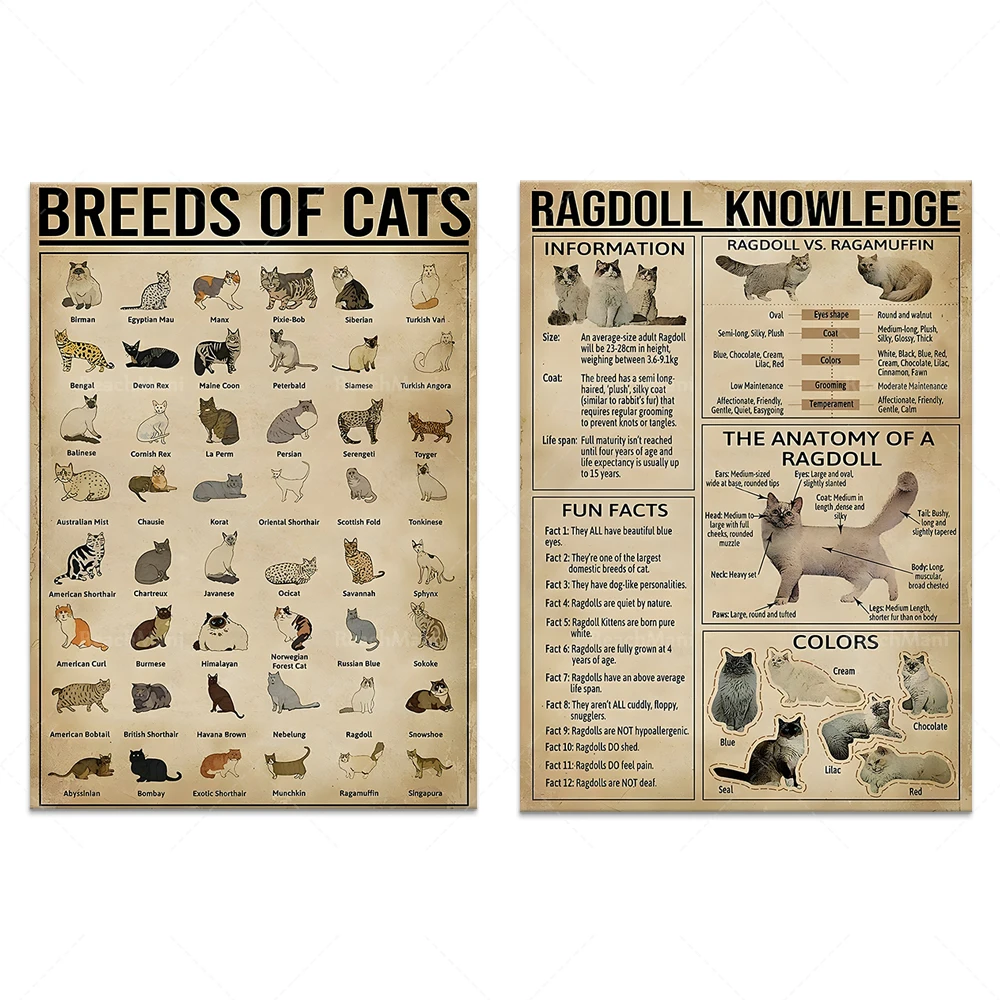 Breeds of Cats, Ragdoll Knowledge Poster, Cat Information Poster, Wall Decor Printing Home Room Decor, Gift for Cat Lovers