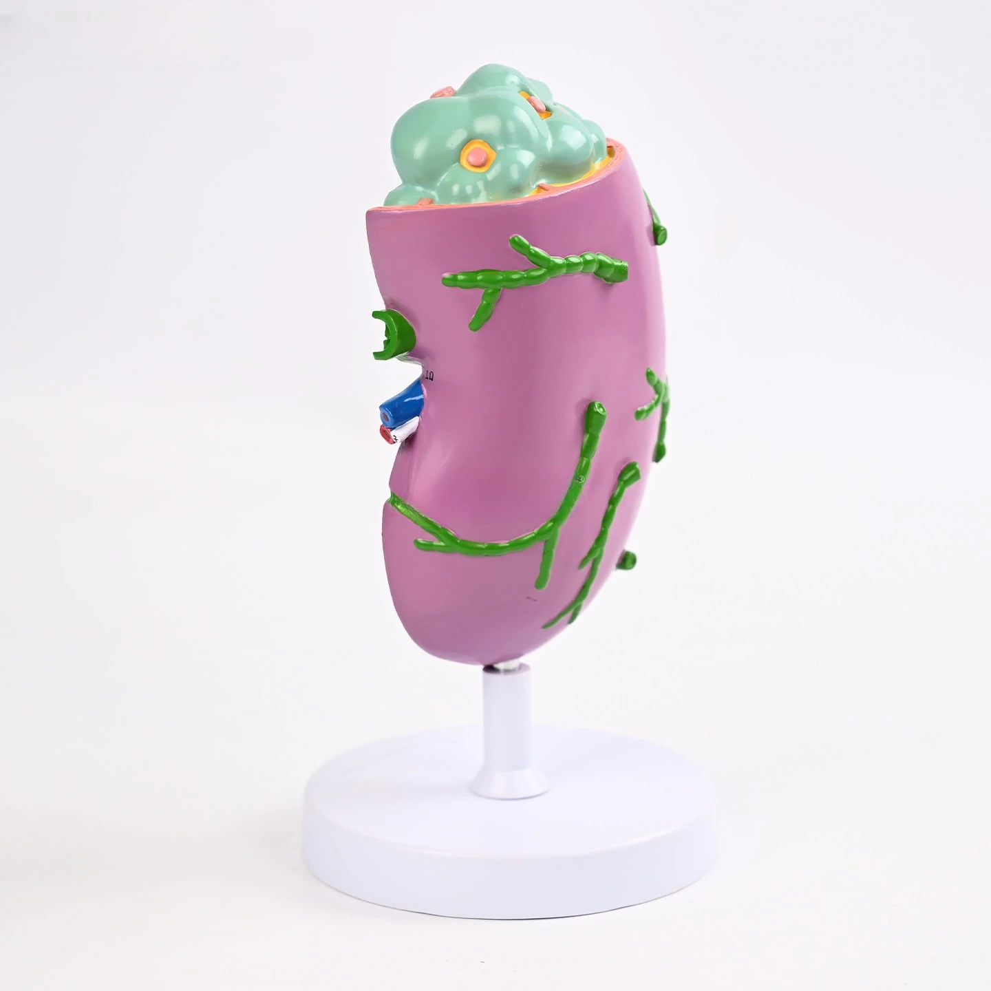 Lymph node anatomy model Lymph vessel distribution detachable replica medical teaching model