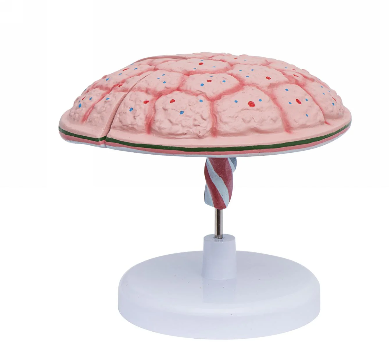 Placental Umbilical Cord Model Advanced Anatomy Medical Practice Simulator