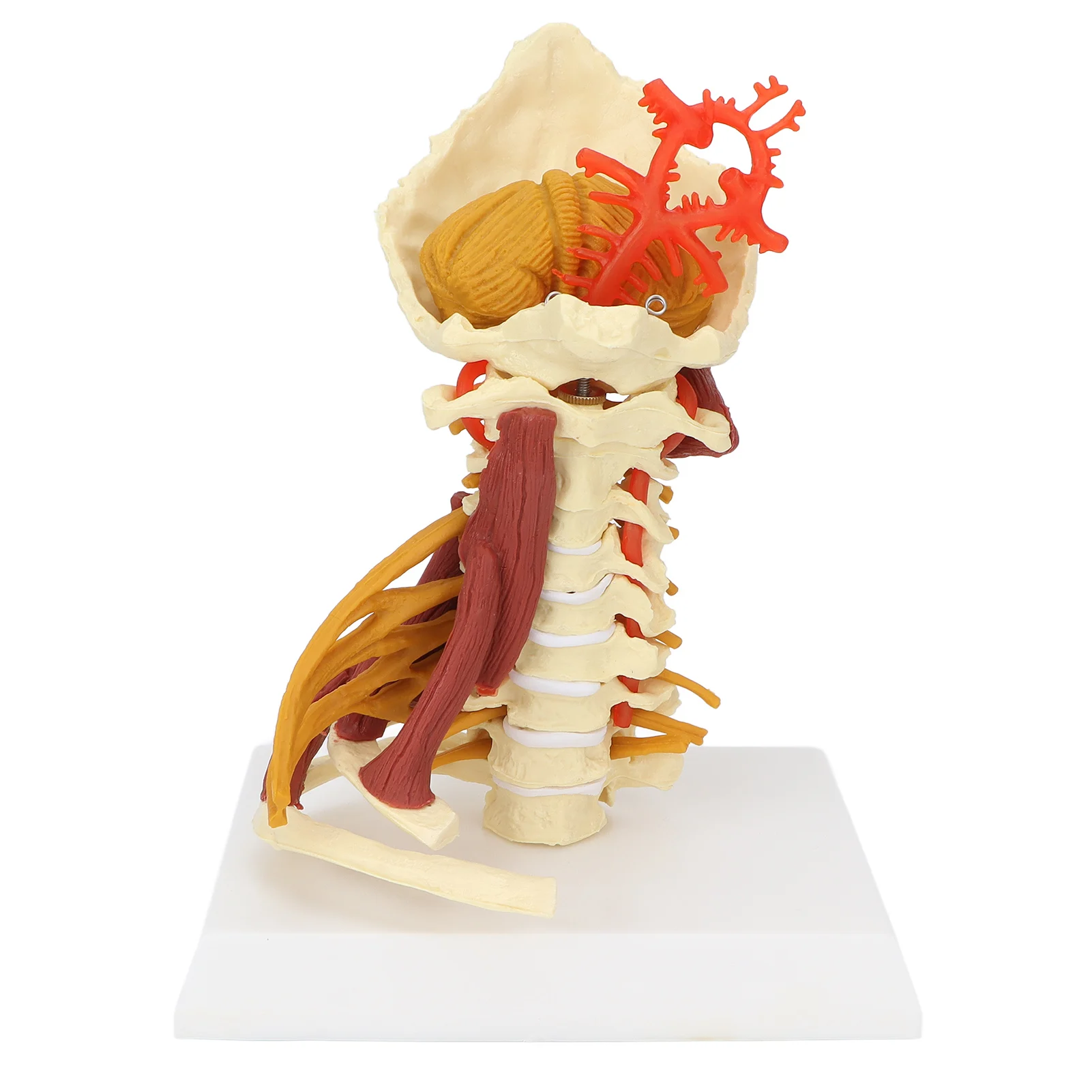 

Spine Model Spinal Nerves Model Cervical Teaching Presentation for Anatomical Classroom
