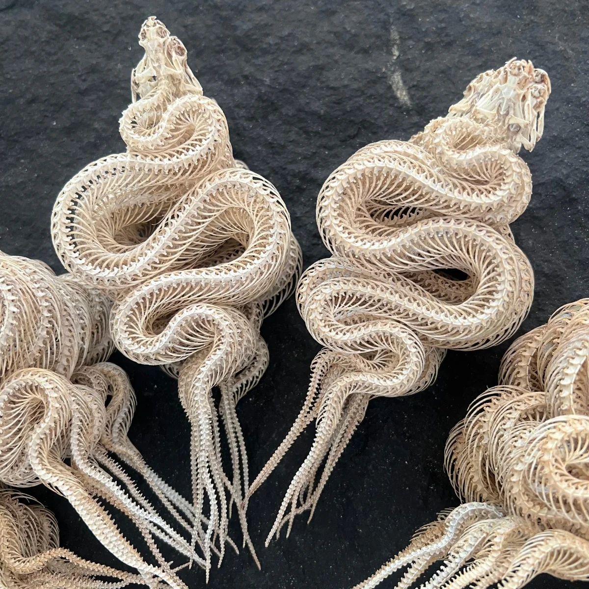 Wholesale 1-10 Pcs Unique snake skeleton specimen, real animal bone specimen, Taxidermy
