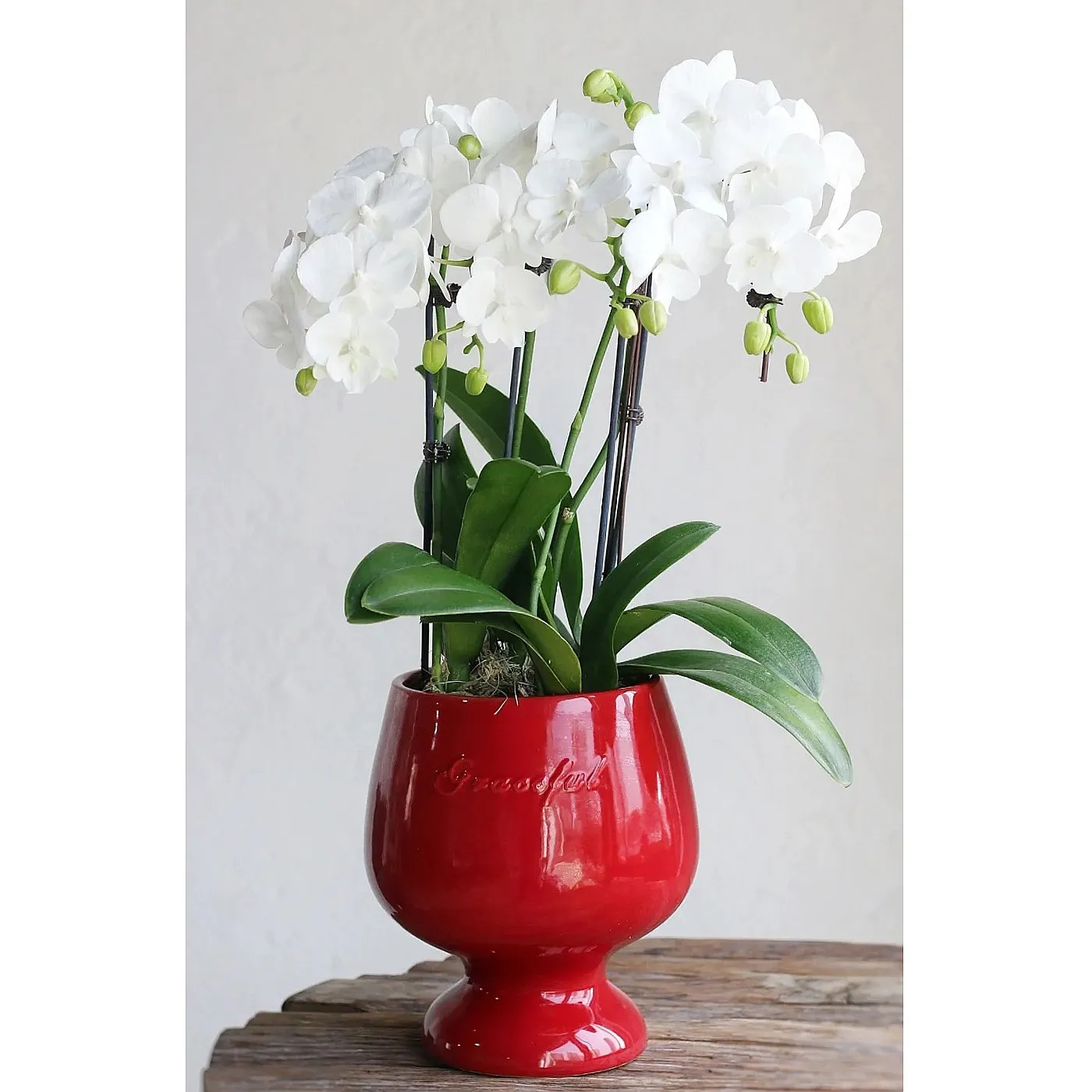 Red Butterfly Orchid Pot Ceramic Tall Goblet Planter Luxury Home Succulent Vase Flower Shop
