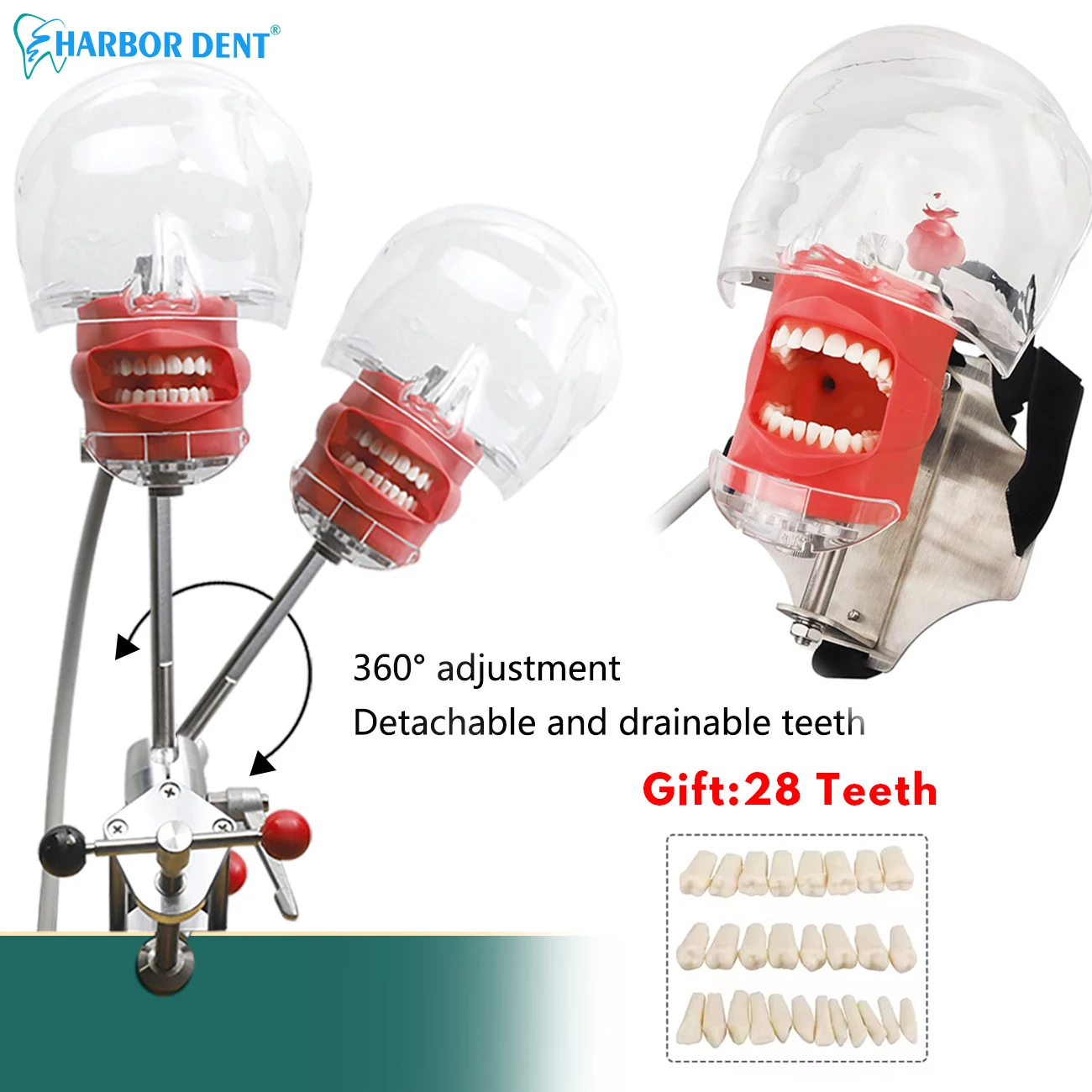 

Dental Simulation Head Model Clamp Table Style /Chair Strap Type for Dentist Teaching Practice Demonstration Dentistry Equipment