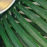 Solo Item Cuenco de estilo culinario coreano; Taza duradera de vino y arroz de acero inoxidable; Plato de bocadillos de doble puño; Tazón de ramen instantáneo