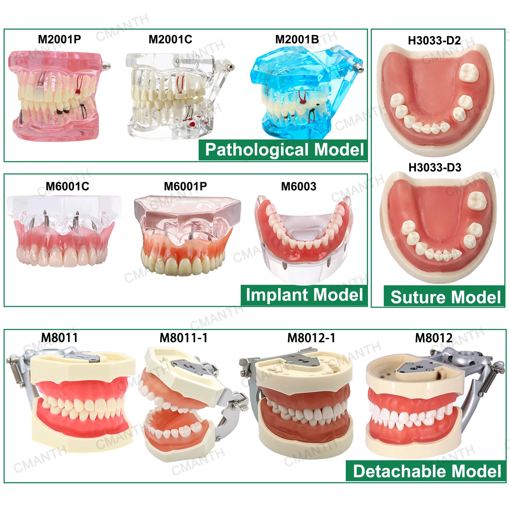 

Dental Teeth Model Teaching Models Typodont Multiple Types Removable Model For Dentistry Training Studying Patient Education