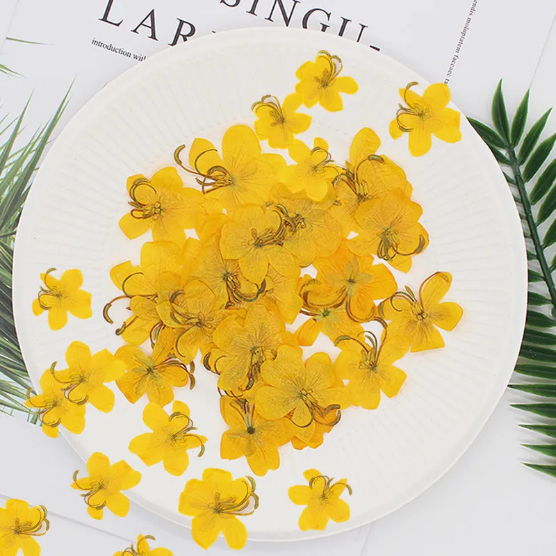 60pcs Dried Pressed Yellow/Orange Cassia Flower Plants Herbarium For Jewelry Postcard Phone Case Bookmark Invitation Card DIY