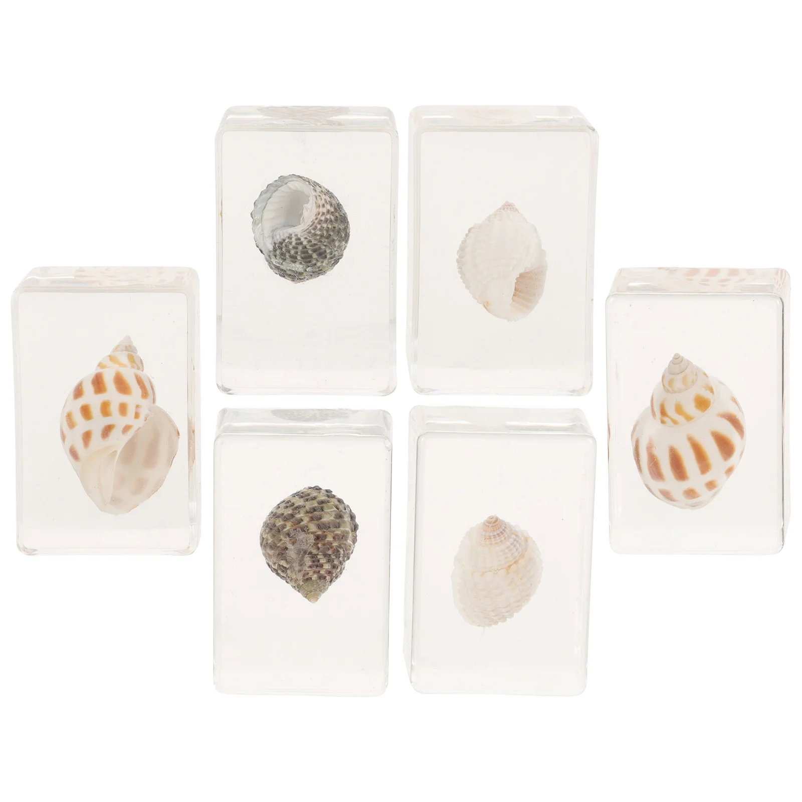 

6Pcs Marine Specimen Resin Shell Paperweight Desktop Decor Biological Teaching Aid Exquisite Resin Ornament Indoor Decoration