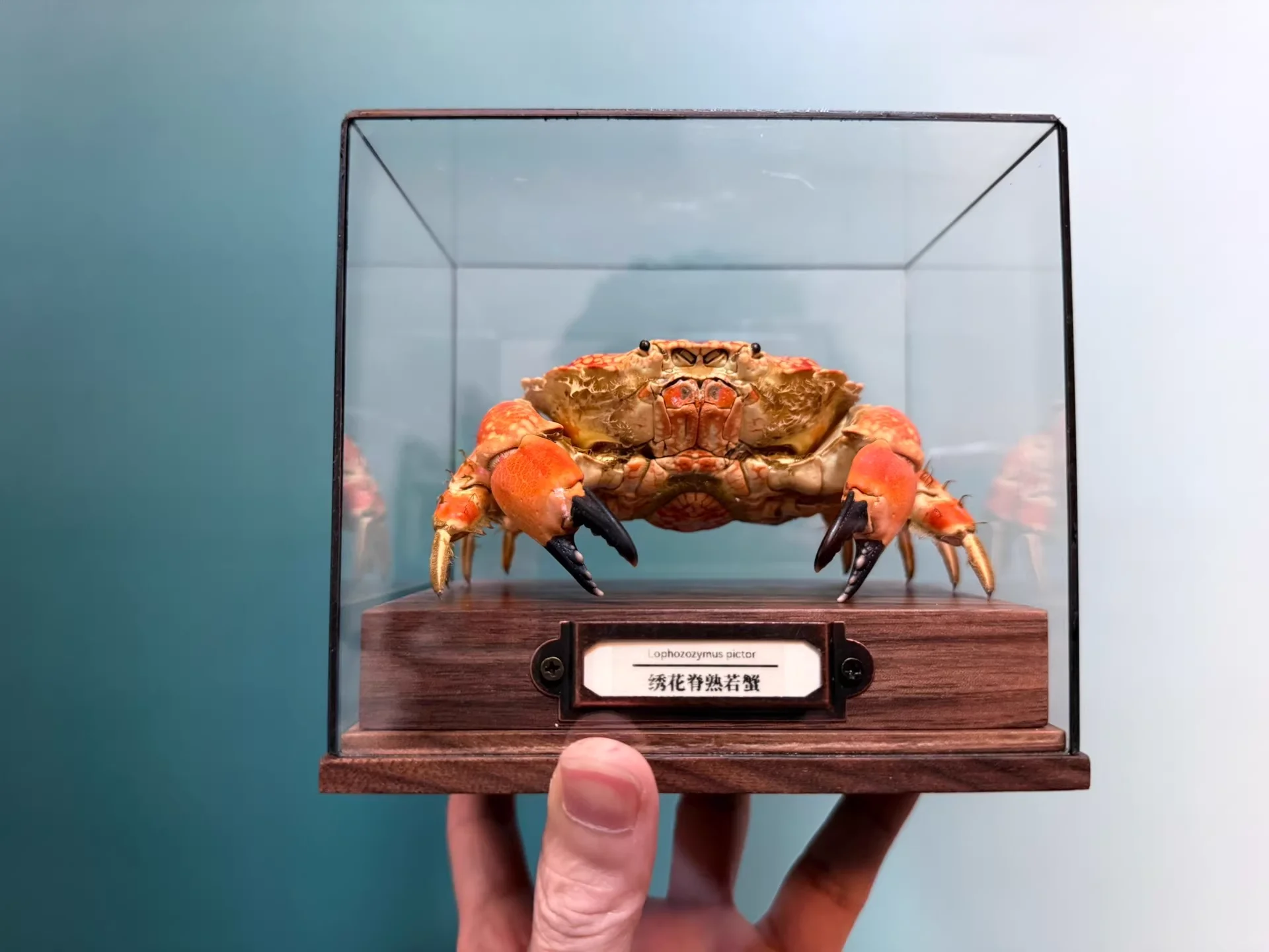 

Lophozozymus Incisus Real Crab Specimen Special Handicrafts Collectors Home Decor Ornament Desk Decoration Customized