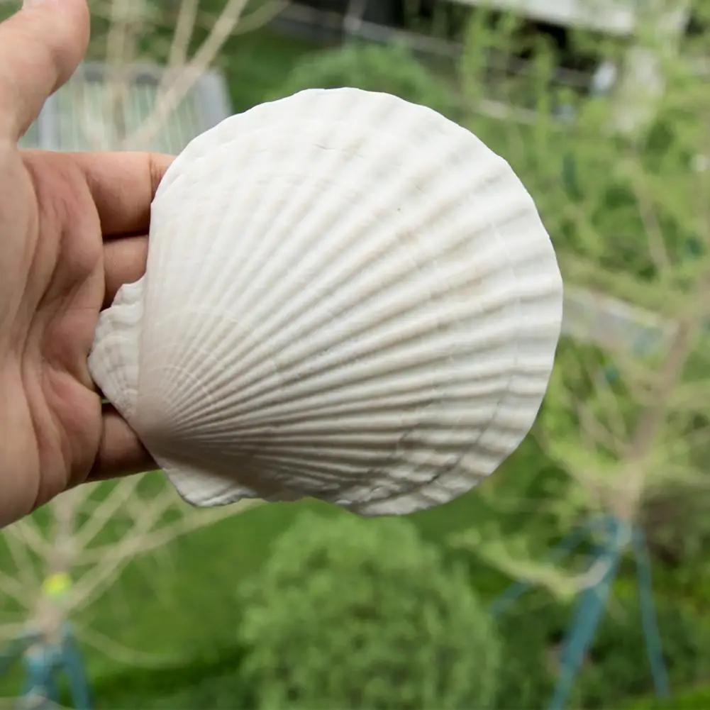 10Pcs Natural Bright White Scallop Shells for DIY Crafts Jewelry And Party Decor Seashells for Christmas Decoration
