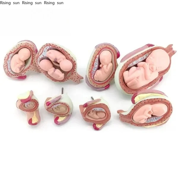 2025.4 Model, Human Embryo And Fetus Development Models