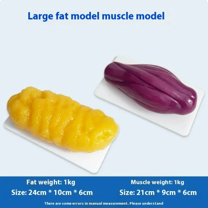 modelo-de-exhibicion-de-la-estructura-de-grasa-muscular-corporal-accesorio-de-demostracion-para-estudio-de-fitness