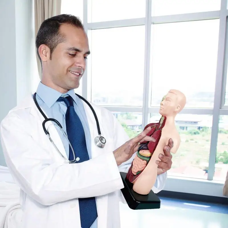 Modelo de corpo de torso humano, 6 peças removíveis, órgãos educacionais, modelo de torso médico para ensino escolar, estudo anatômico e ciências