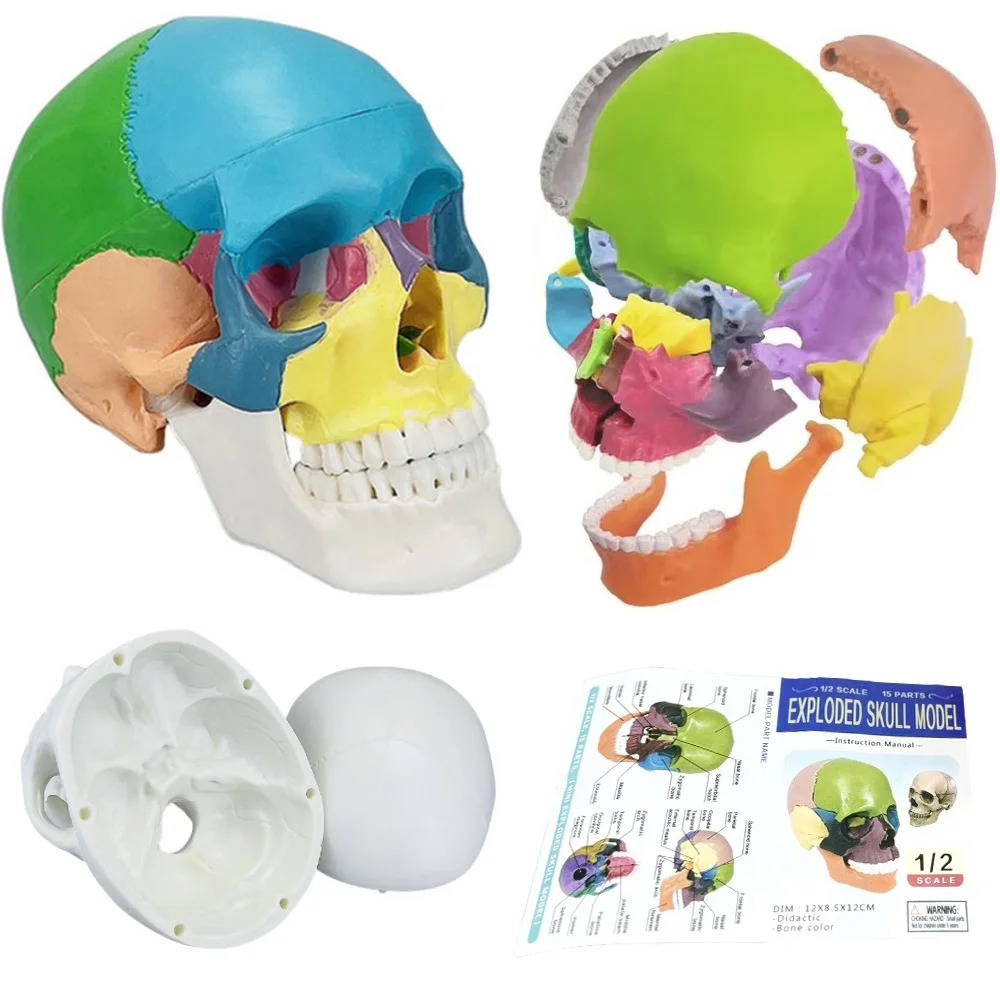 

Skull Anatomical Model Small Size Medicine Anatomy Skeleton Head Studying Teaching Supplies Demonstration Model Dentist Tools