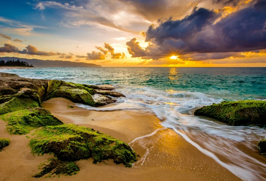 Fondali di palma tropicale fotografia Sea Beach Sand Waves nuvoloso Sunrise Natural View fotografia sfondi Studio fotografico