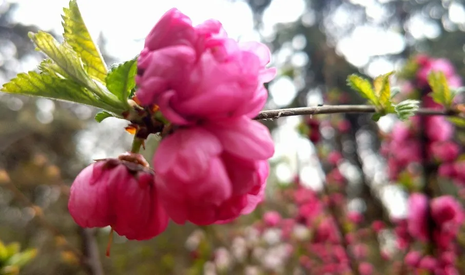 

Aluminum Alloy CNC Anodized Full Metal Front Rear Portal Axle for 1/10 C8815 C8835 D888 H1 Retro Upgrade Accessories