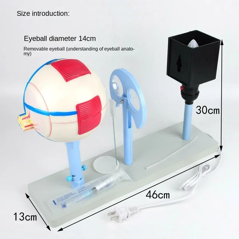 Human Eyeball Instrument Model 3303 Lens Curvature Variable Eyeball Imaging Structure Teaching Instrument Experimental