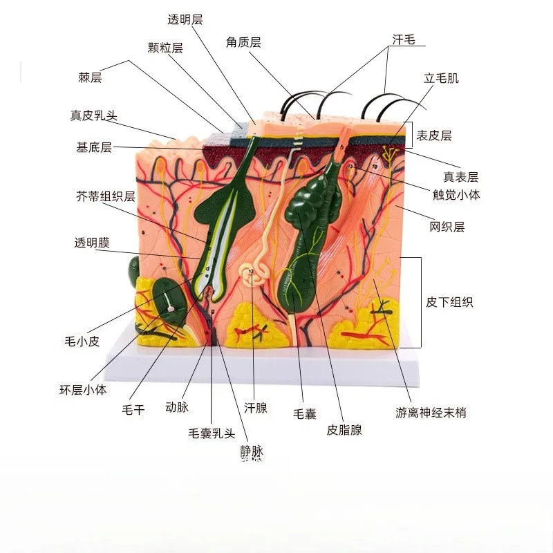 Human Skin Structure model 35 /50times enlarged plastic Hair Layer Structure Anatomical Model Medical Teaching Tool with Manual