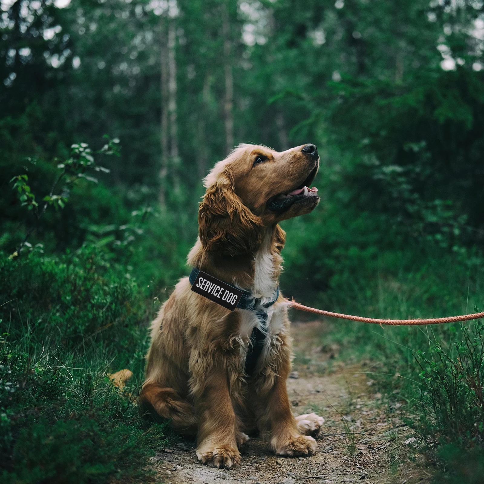 

2pcs Service Dog Harness With Embroidered Patch Polyester For Small To Large Pets Training Walking Travel Iron On Applique Badge