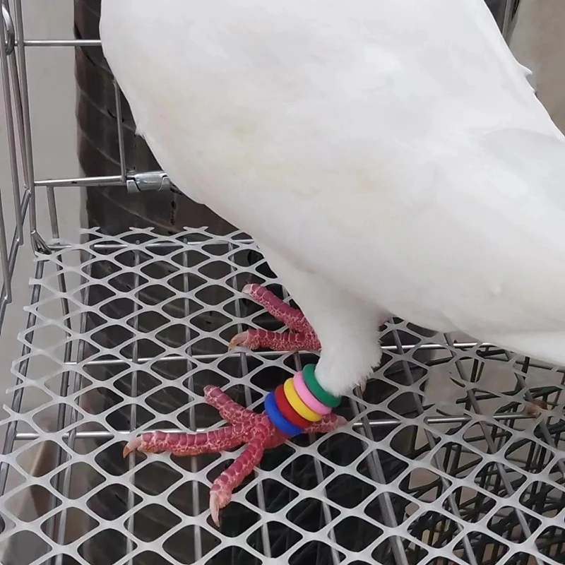 2025 New 100pcs Colorful Rubber Pigeons Marker Rings 9mm/12mm For Better Training Efficiency Bird Appliances