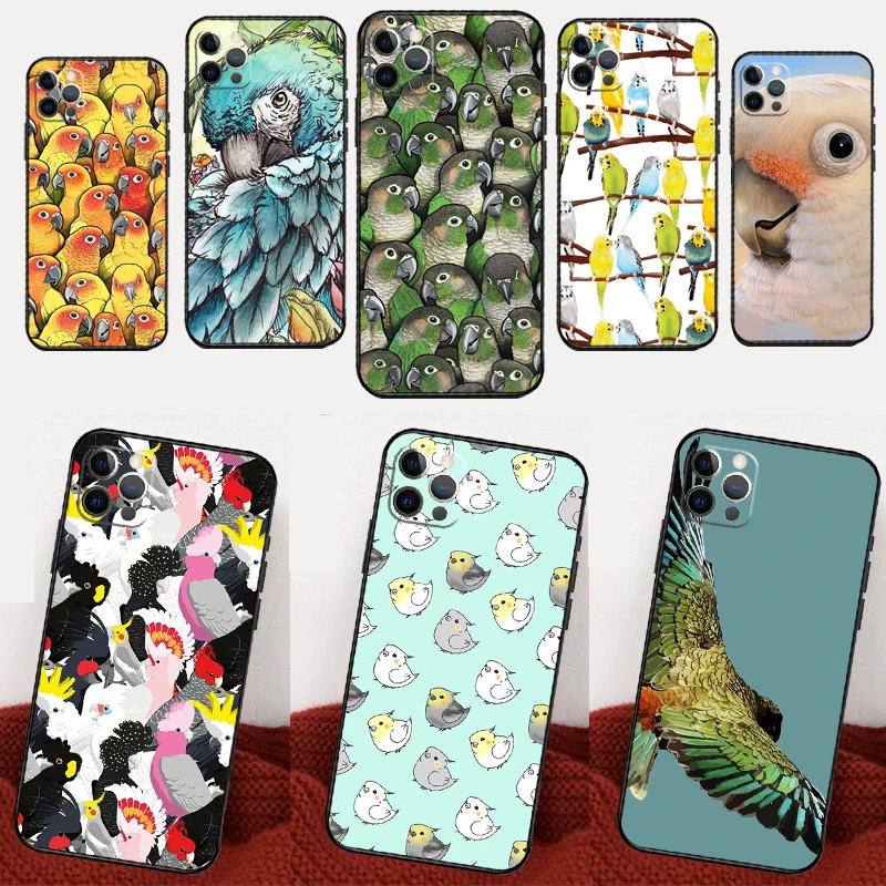 Animal Parrot Bird … - image