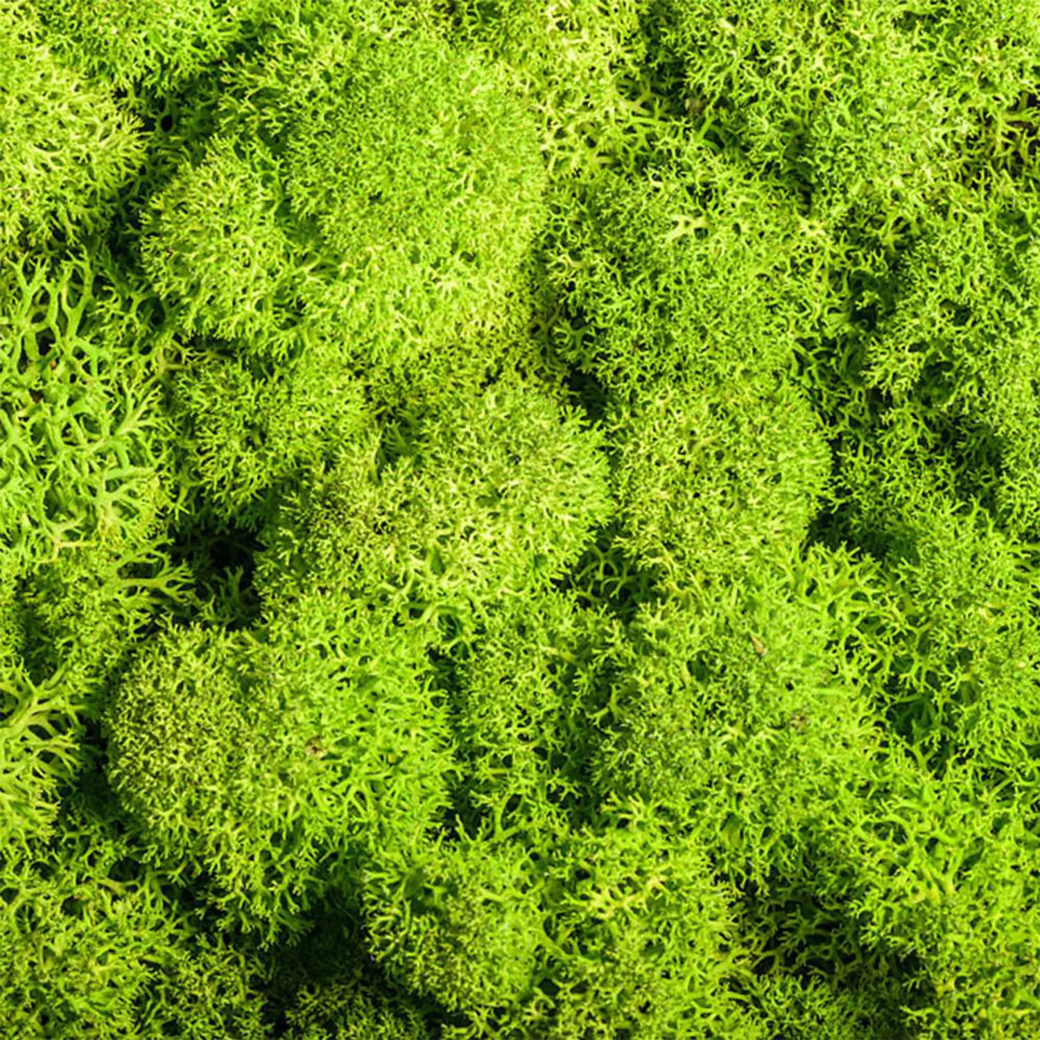 Ewiges Leben Moos DIY Bastelbedarf Gras Künstliche Grünpflanzen Heim Zimmer Garten Deko Mini Landschaft Kunstgras 20/40/100g – Detail 13