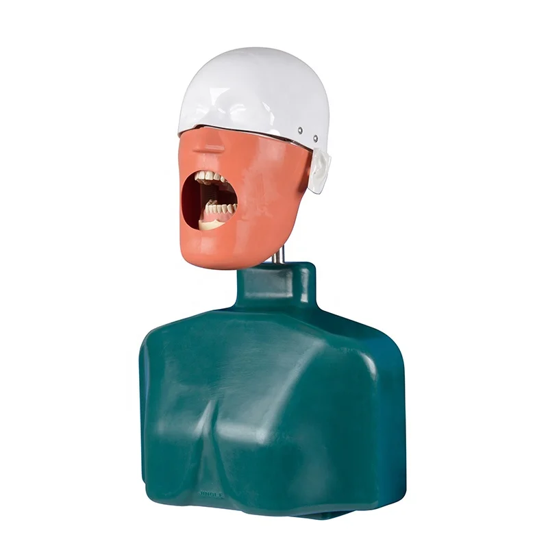 Dental Dummy Head, Plastic Phantom Head, Dental Manikin, Premium Quality Dentist Teaching Model for Extraction Training