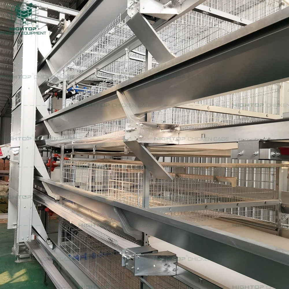 

Высокопроизводительное оборудование для птицеводства: автоматизированная клеточная система H-типа для крупных птицефабрик в Алжире