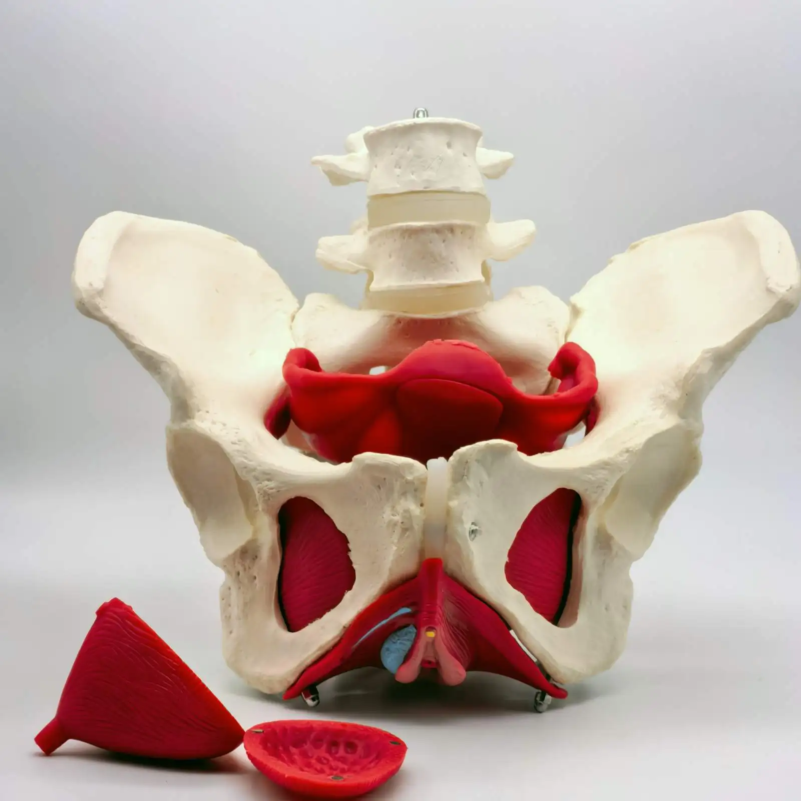 modele-medical-anatomique-de-bassin-feminin-de-pvc-avec-la-reeducation-musculaire-des-organes-amovibles