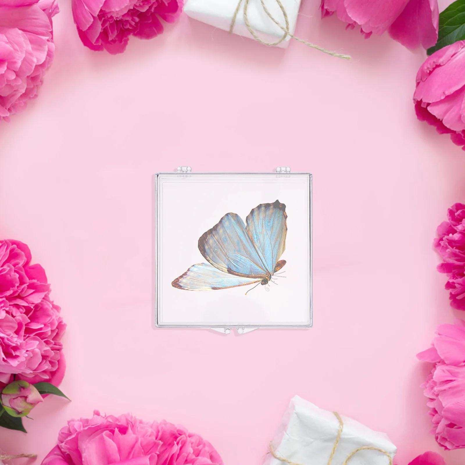 

6pcs Butterfly Specimen Box Clear High Transparency Hinged Plastic Case For Insect Display Storage Small Specimen Container