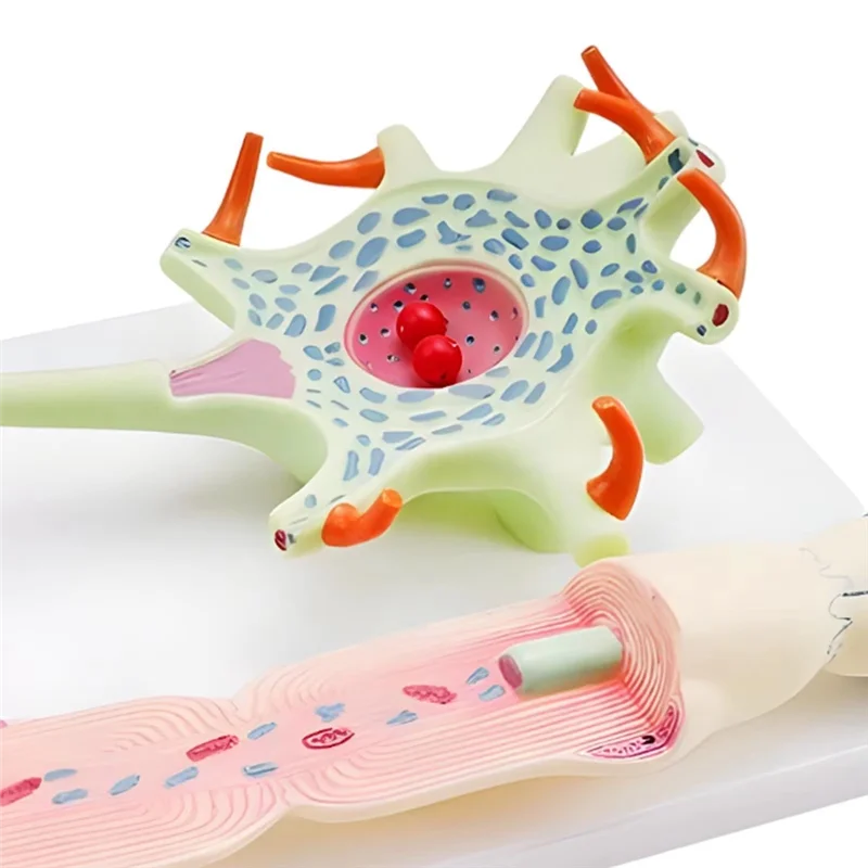 ABJO-modelo neuronal modelo de anatomia de neuron para ensino de ciências educação instrumento biomédico modelo 3309 modelo de célula de neuron