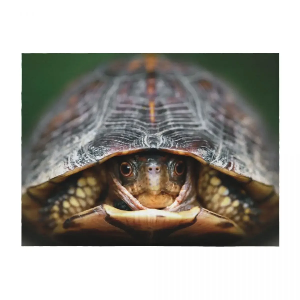 

Box Turtle Throw Blanket For Sofa Thin Multi-Purpose Retros Plaid on the sofa Blankets