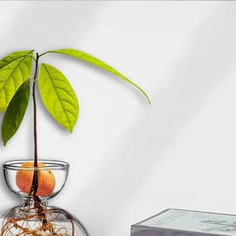 Avocado Seed Starter Vase Transparent Glass Vase Vase For Growing Plant Glass Seed Growing Kit For Gardening Lovers