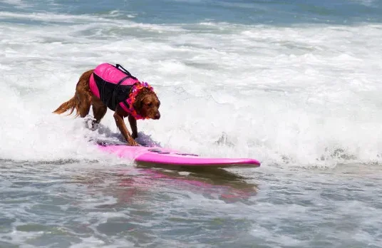 SKYZONE Cobra X V4 FPV-bril - 1280x720, 5.8G 48CH RapidMix RX, 60FPS DVR, HDMI/Head Tracker