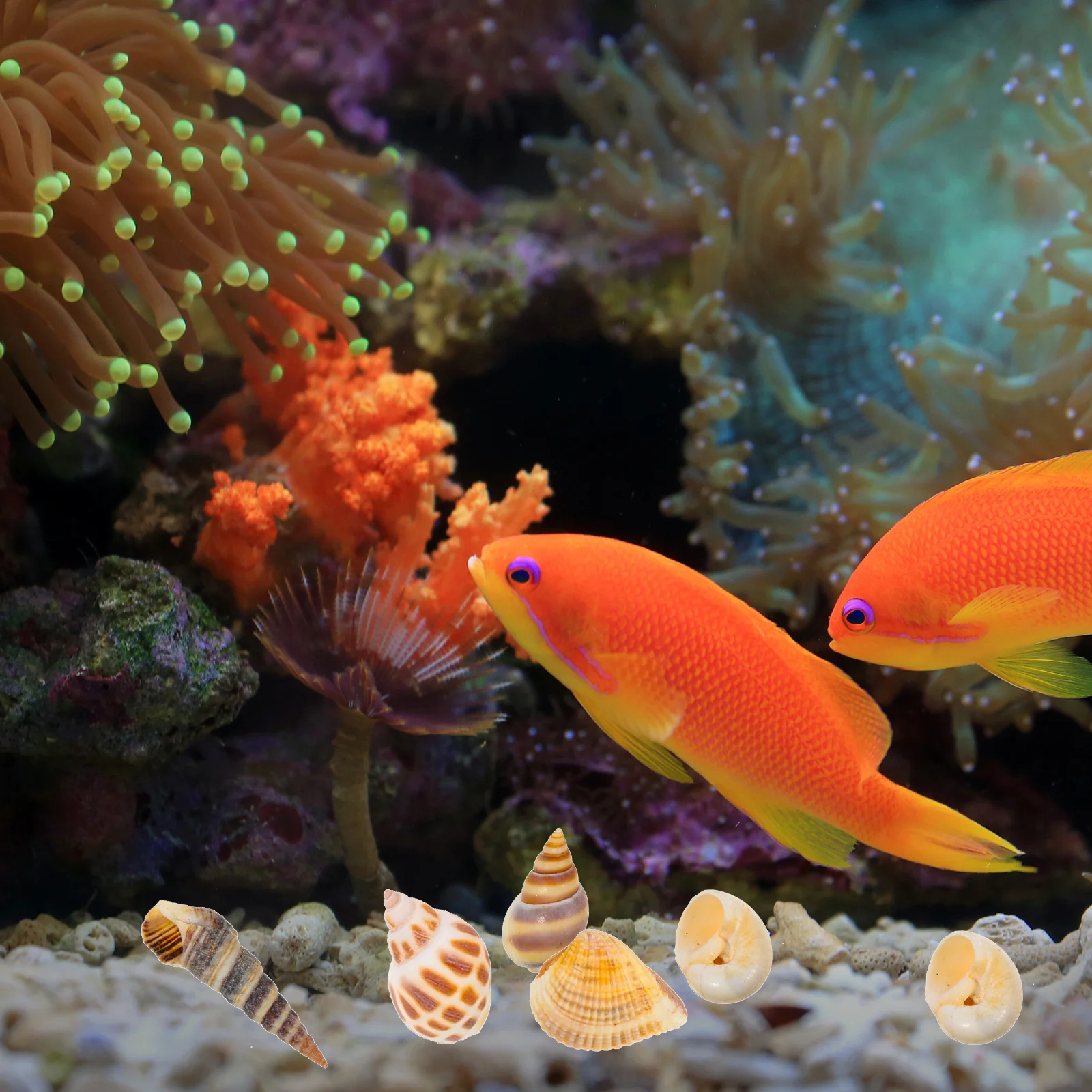 

2 Boxes Natural Sea Conch Aquarium Decoration Durable DIY Shell Filling Material Fish Tank Ornamental Decor Conch Ornament