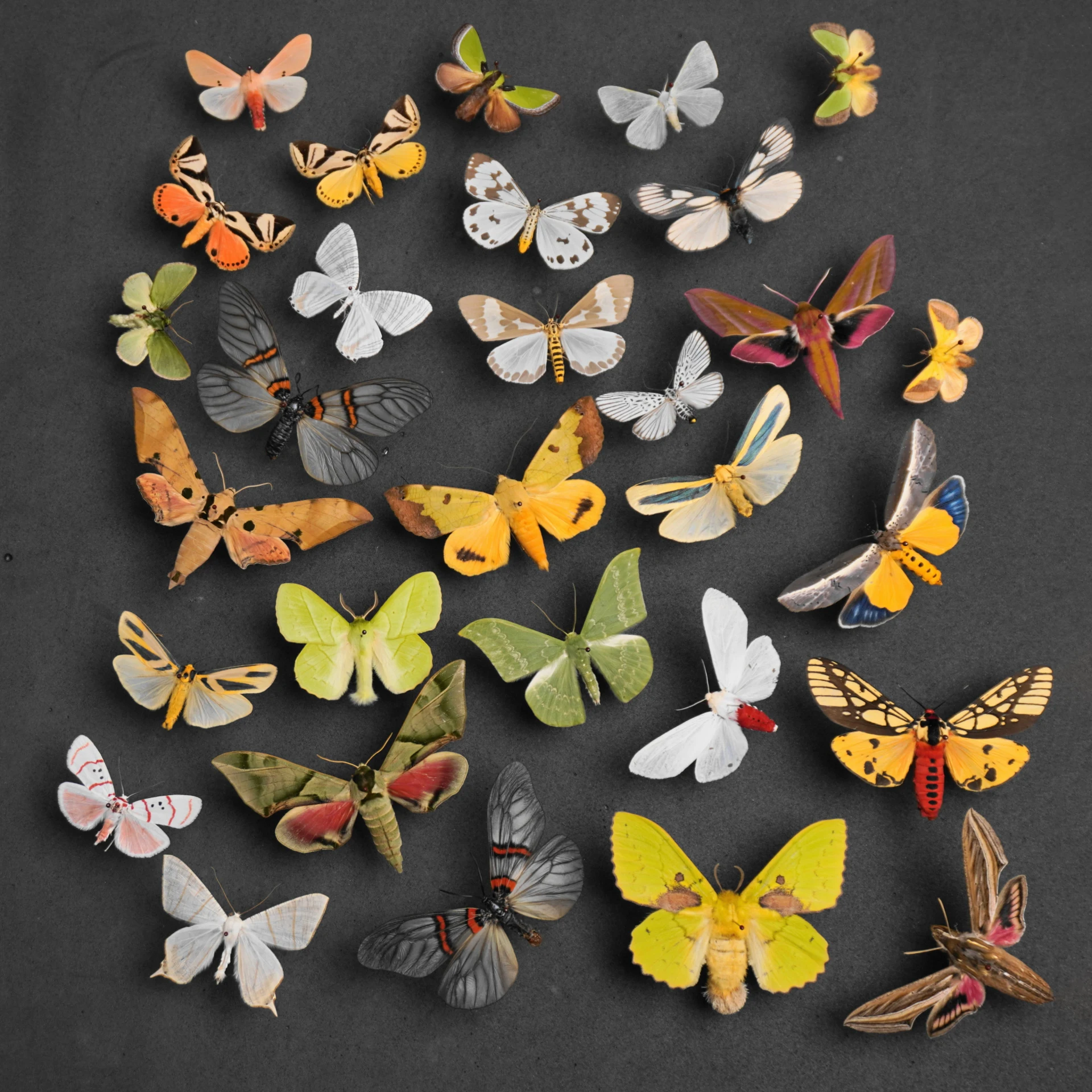 Natural Real Moth Specimens Rare Exquisite Mixed Multi-color Moth Specimens  For Collection Display Gift