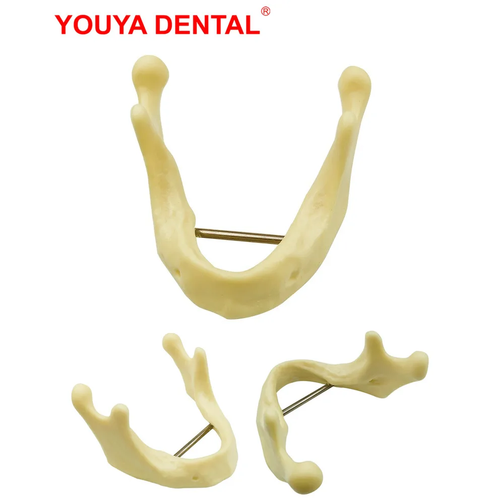 

1pcs Mandible Practice Dental Model Teeth Teaching Model Lower Jawbone Implant Model Dentist Students Training Examation Models