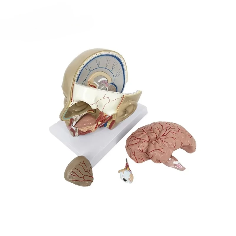 Head Dissection  4 Parts Medical Science Model Anatomy Head Model Simulation Teaching Model